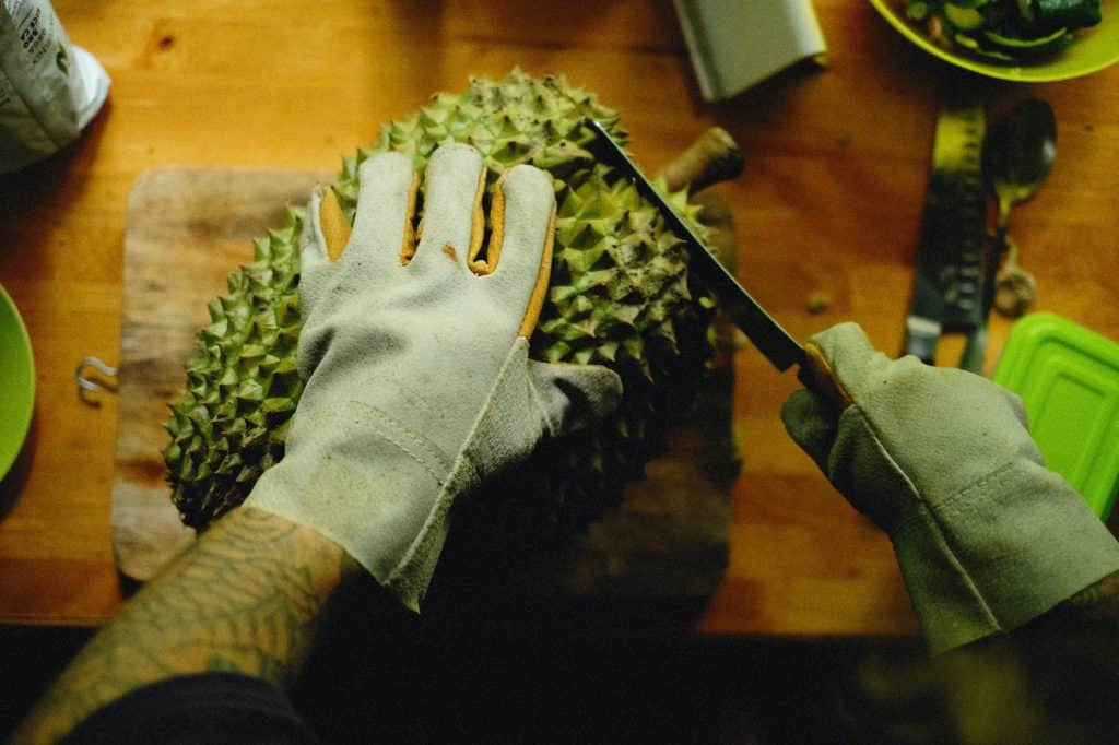A person cutting a jackfruit. Jackfruit as an alternative to meat.