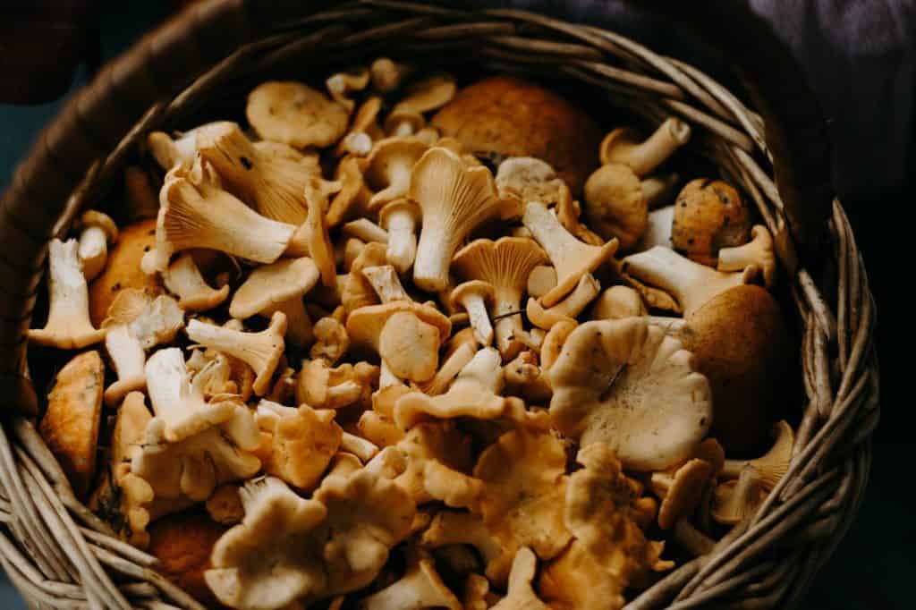 basket of mushrooms used as a great alternative to chicken in recipes