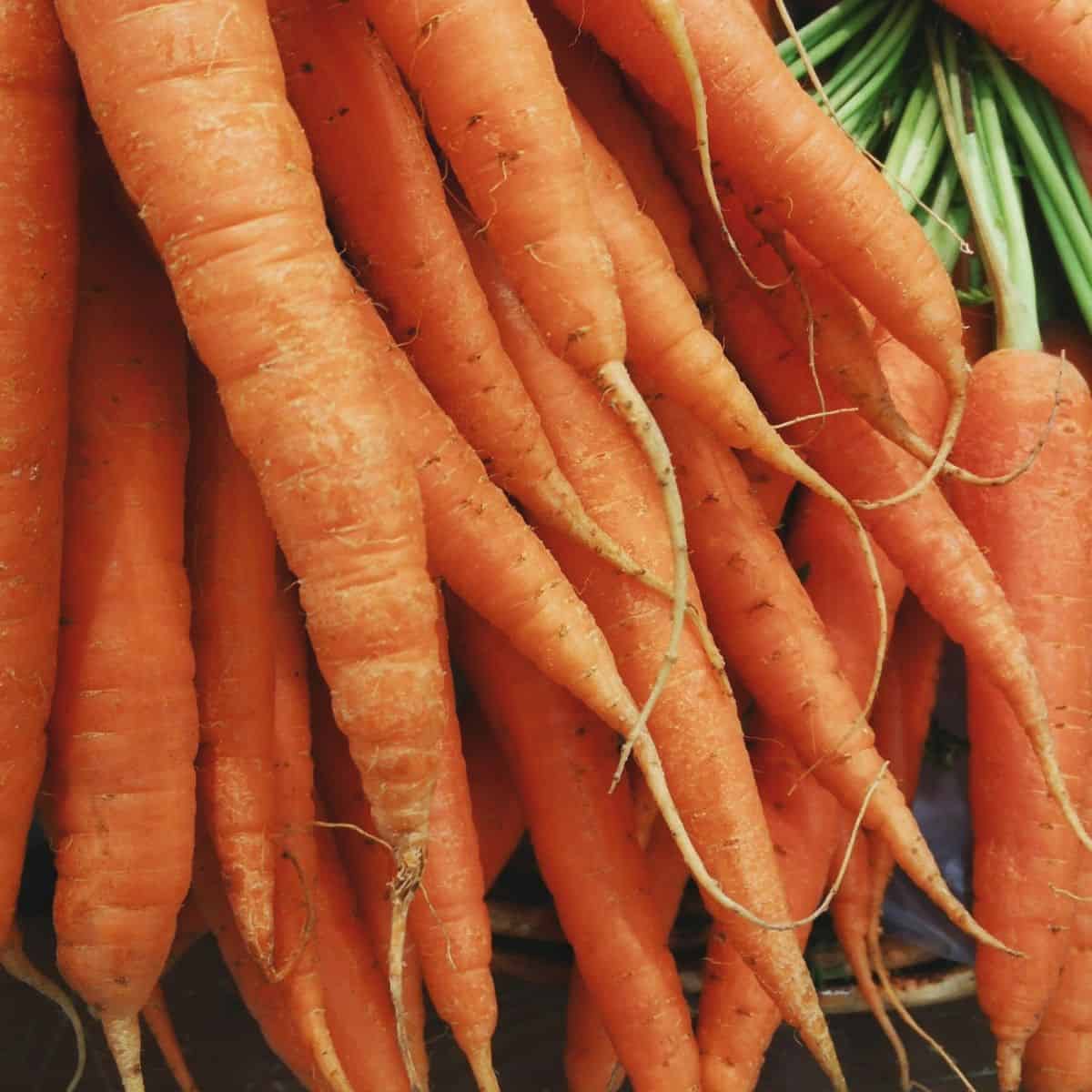 bunch of carrots