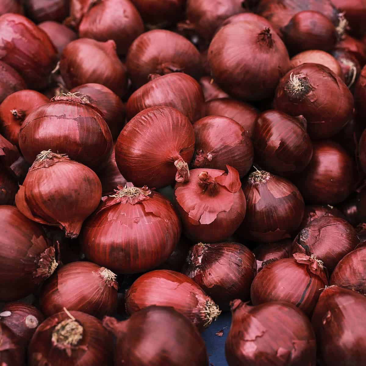 red onions in close up shot