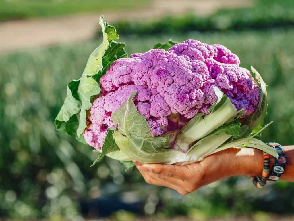 purple cauliflower head on someone's hand