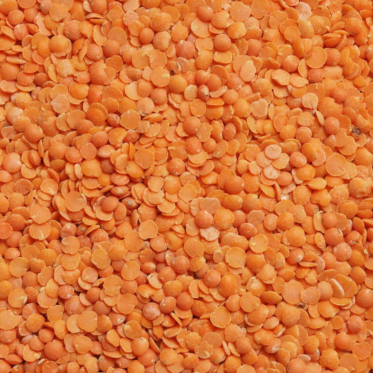 red lentil closeup