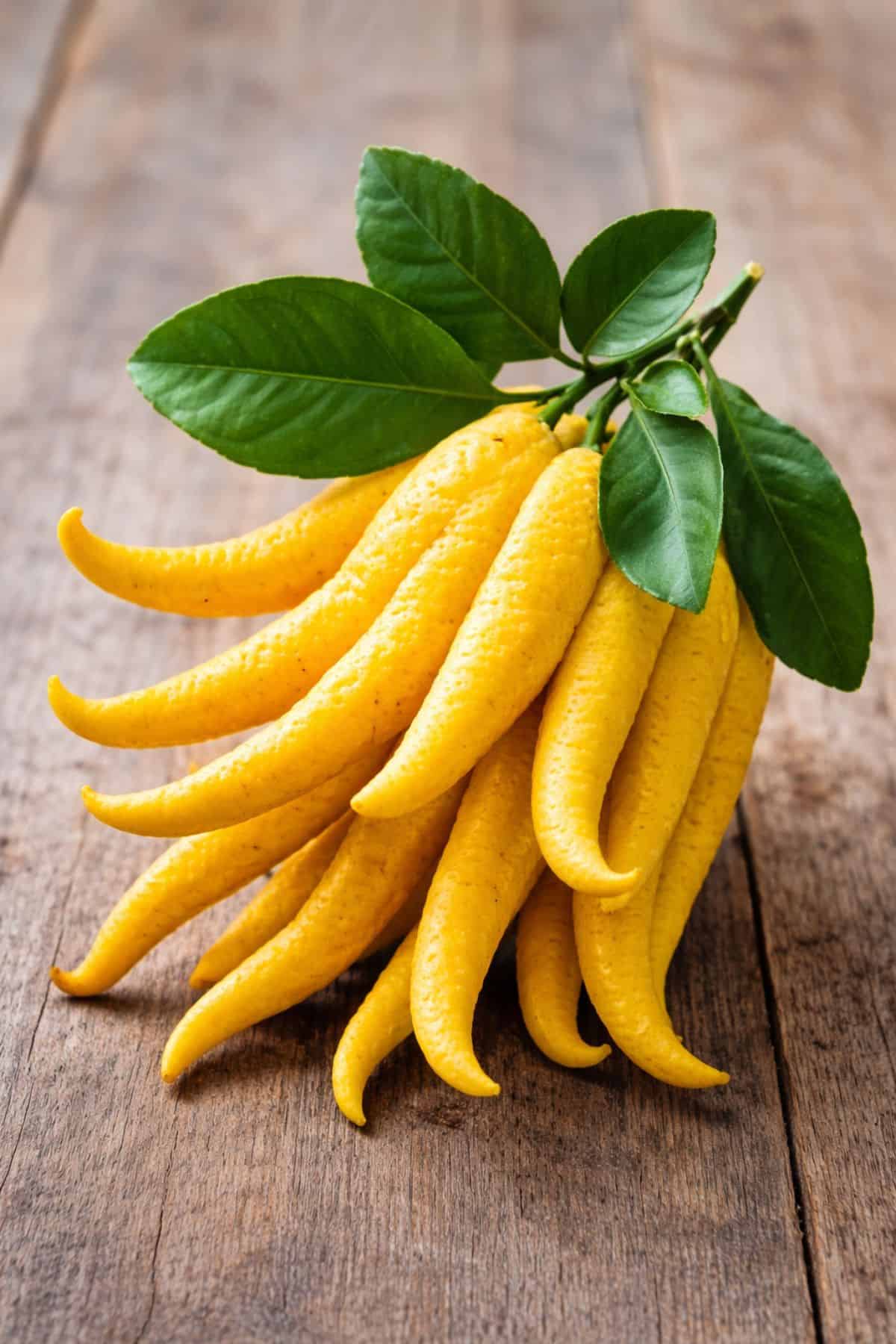 Buddha's Hand (Citrus Medica Var. Sarcodactylis)