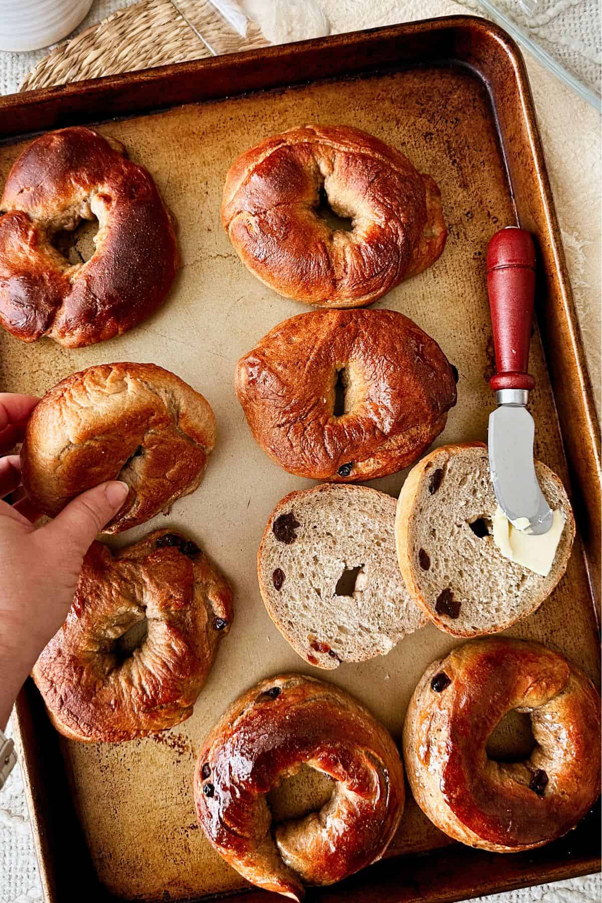 Freshly baked cinnamon raisin bagels on a baking sheet, with one bagel being lifted by hand and a sliced bagel spread with butter using a butter knife.